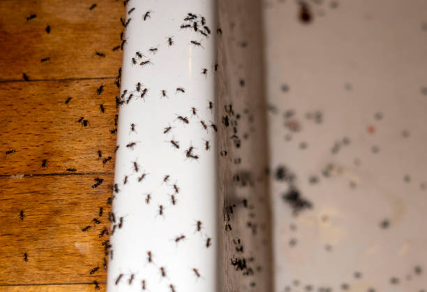Pest Control for Restaurants in Pikeville, KY